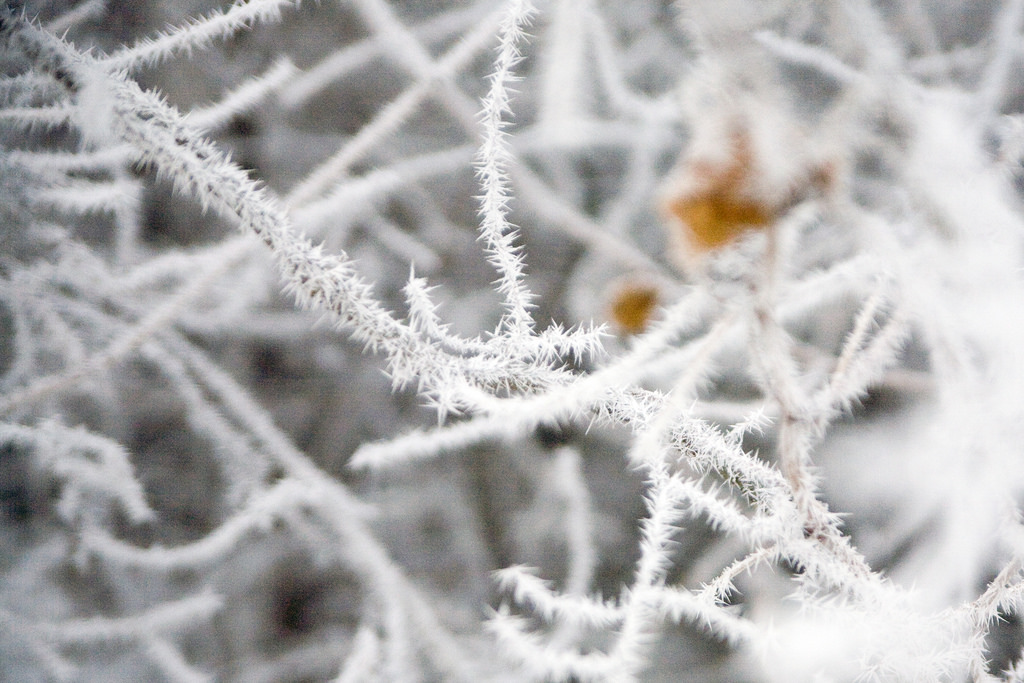 Hoarfrost
